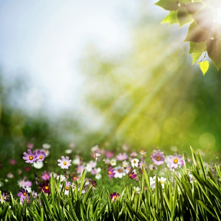 Abstract natural backgrounds with beauty flowersの写真素材