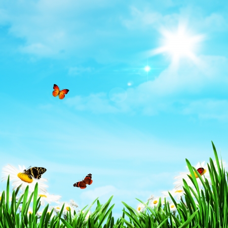 Abstract natural backgrounds with daisy flowersの写真素材