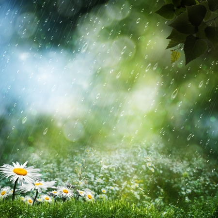Daisy flowers under the sweet rain, natural backgroundsの写真素材