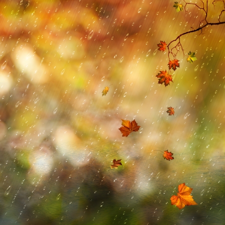 Fallen leaves and rain in the autumn forest, natural backgroundsの写真素材