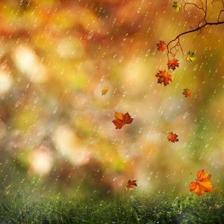 Sweet autumn rain on the meadow, abstract natural backgroundsの写真素材