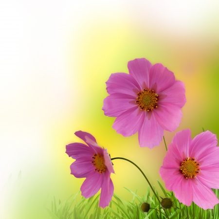 Abstract floral border for your designの写真素材