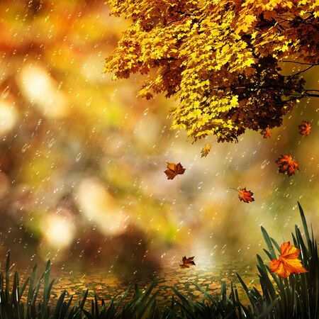 Autumn, abstract natural backgrounds for your designの写真素材
