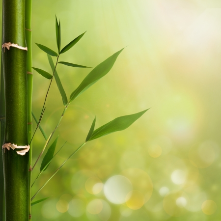 Natural zen backgrounds with bamboo leavesの写真素材