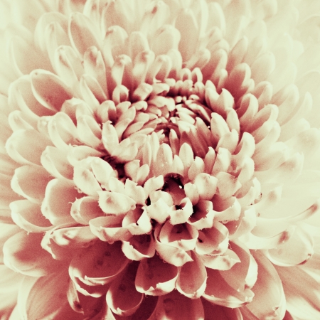 Dahlia flower black and white scanned closeup photo. の写真素材