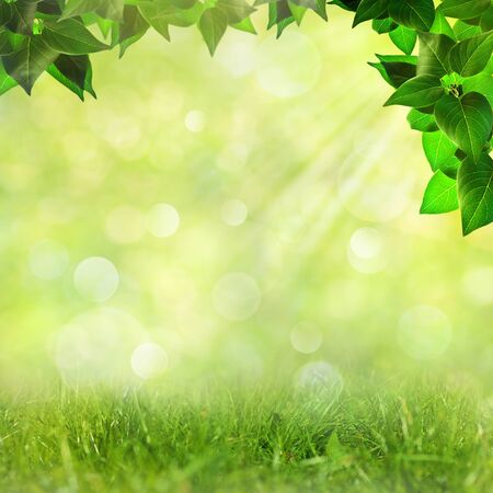 Abstract natural backgrounds with beauty bokehの写真素材
