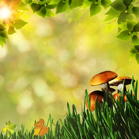 Beauty natural backgrounds for your designの写真素材