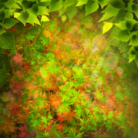 Beauty Nature. Abstract natural backgrounds for your designの写真素材