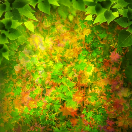 Beauty Nature. Abstract natural backgrounds for your designの写真素材