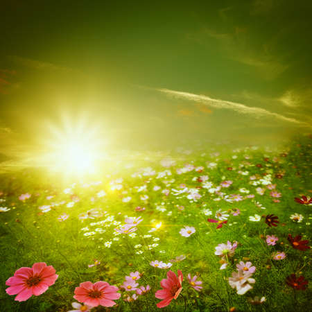 Misty morning on the meadow. Abstract natural backgrounds for your designの写真素材