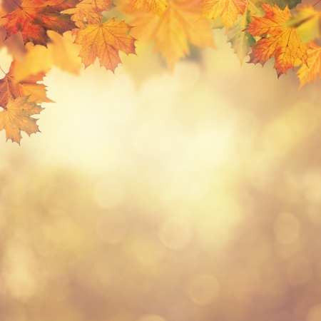 Abstract autumnal backgrounds for your designの写真素材