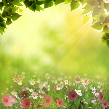 Misty meadow. Abstract natural backgrounds with beauty bokehの写真素材