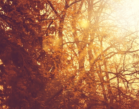 Misty forest. Abstract autumnal backgrounds for your designの写真素材