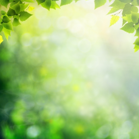 Summer afternoon in the forest, abstract natural backgroundsの写真素材