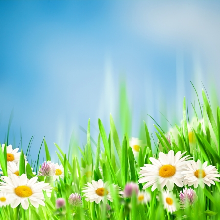 Chamomile harmony. Abstract natural backgrounds for your designの写真素材