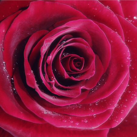 Red rose with water drops, closeup photo.の写真素材