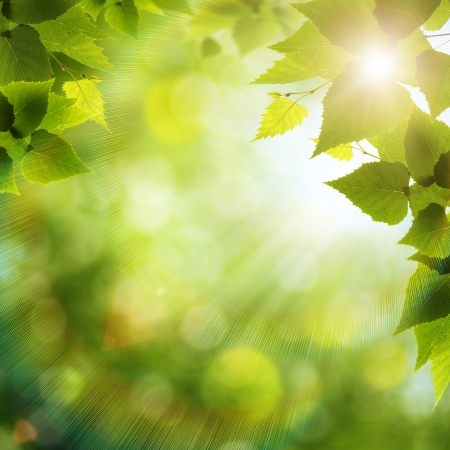 Bright summer day in the forest, environmental backgroundsの写真素材