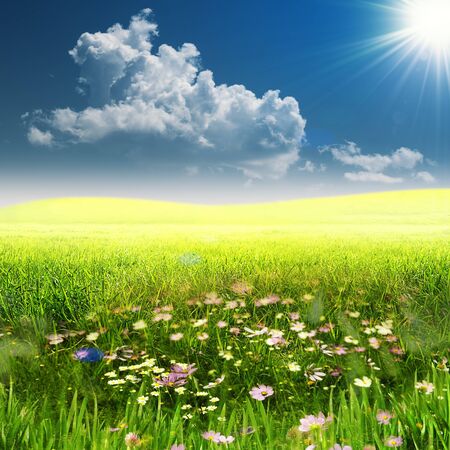 On the meadow. Summer natural landscape woth copy spaceの写真素材