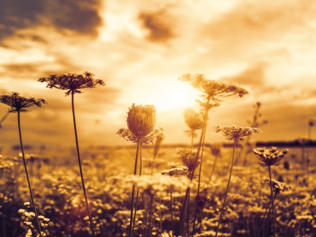 Under theevening sun, abstract natural backgrounds with wild flowersの写真素材