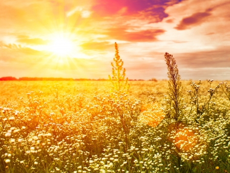 late sunset on the summer meadow, natural landscapeの写真素材