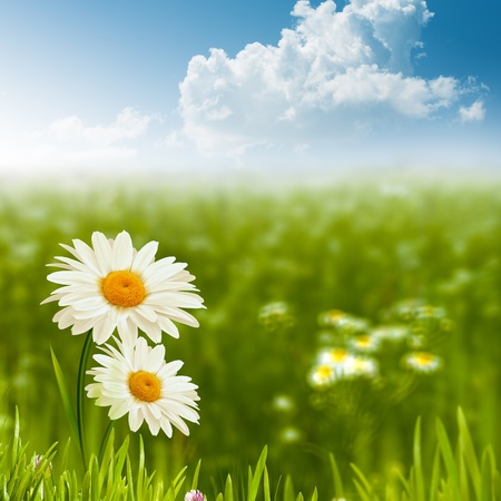 Beauty daisy flowers on the meadow, environmental backgroundsの写真素材