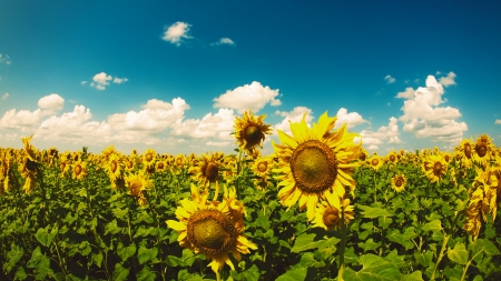 Beauty Sunflowers on the field, natural landscapeの写真素材