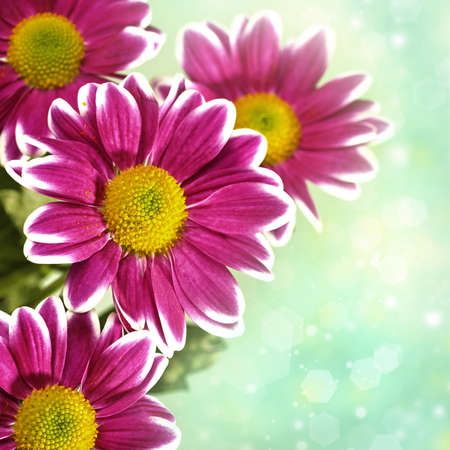 Chrysantemum flowers over green bright backgroundの写真素材