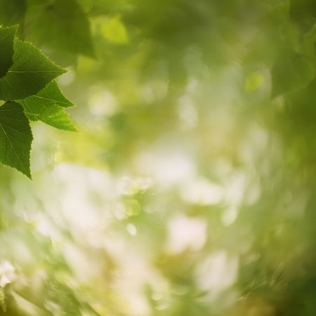 In the forest, abstract natural backgrounds for your designの写真素材