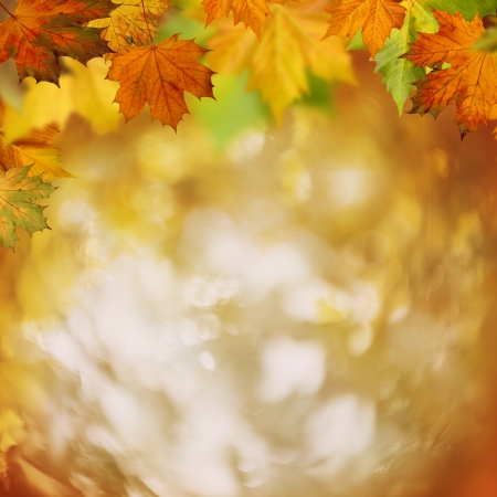 In the forest, abstract autumnal backgrounds for your designの写真素材