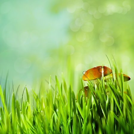 Abstract natural backgrounds for your designの写真素材