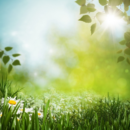 Green meadow with daisy flowes, natural backgrounds for your designの写真素材