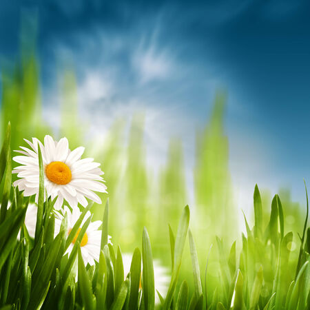 Daisy on the meadow, abstract natural backgrounds for your designの写真素材