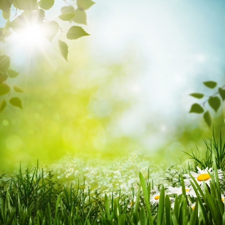  Daisy flowers on the meadow, seasonal backgrounds の写真素材