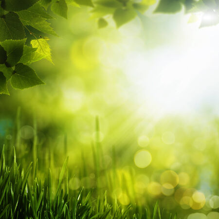 Summer foliage. Abstract seasonal backgrounds for your designの写真素材