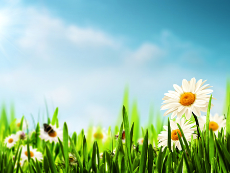  Daisy flowers on the meadow, seasonal backgrounds の写真素材
