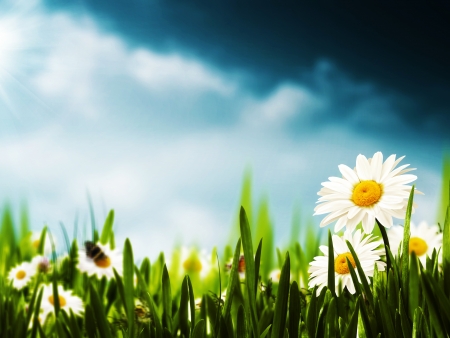  Daisy flowers on the meadow, seasonal backgrounds の写真素材