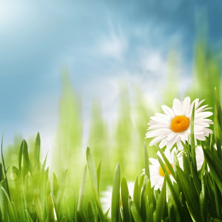  Daisy flowers on the meadow, seasonal backgrounds の写真素材