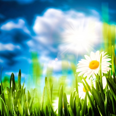  Daisy flowers on the meadow, seasonal backgrounds の写真素材