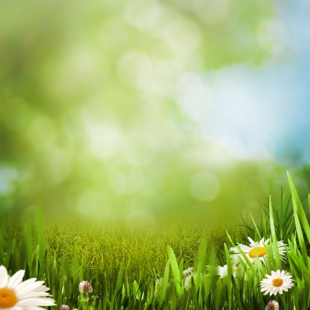 Daisy flowers on the summer meadow, natural backgroundsの写真素材