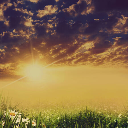 Dramatic landscape with beauty daisy flowersの写真素材