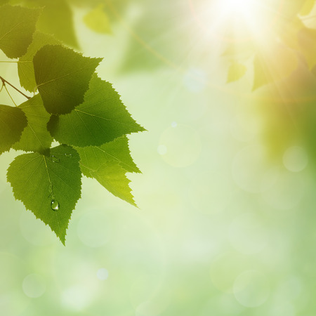 Green Nature, abstract environmental backgrounds for your designの写真素材