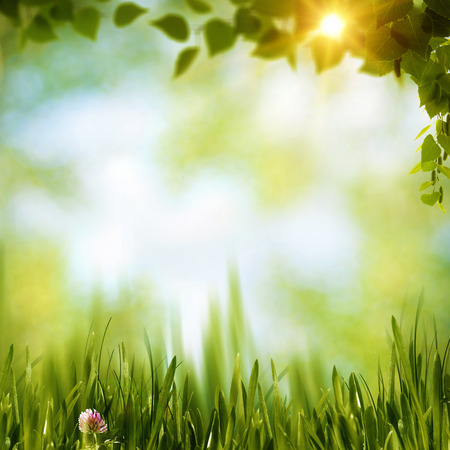 Summer forest, abstract natural backgroundsの写真素材