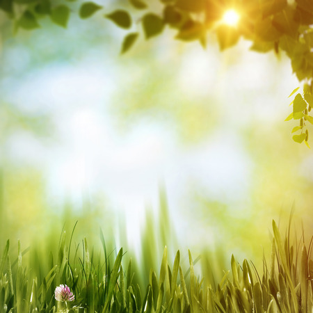 Summer forest, abstract natural backgroundsの写真素材