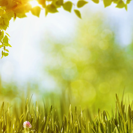 Summer forest, abstract natural backgroundsの写真素材