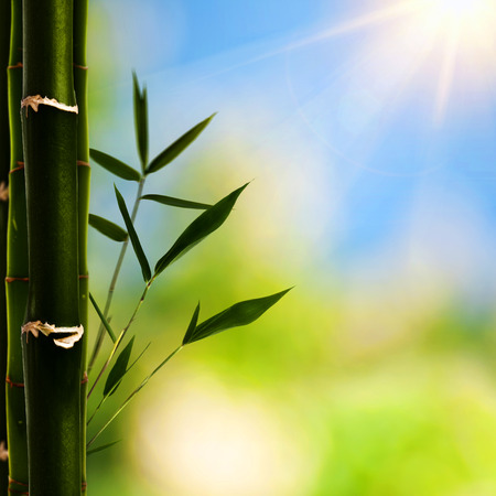 Bamboo grass against abstract natural backgrounds for your designの写真素材