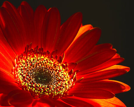 Like a fire, abstract floral backgrounds with red dahlia flowerの写真素材