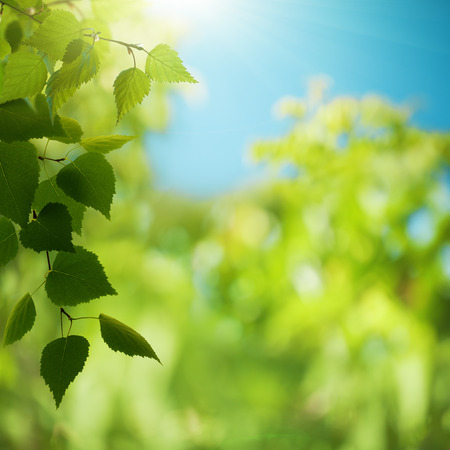 Summer forest. Abstract natural backgrounds for your designの写真素材