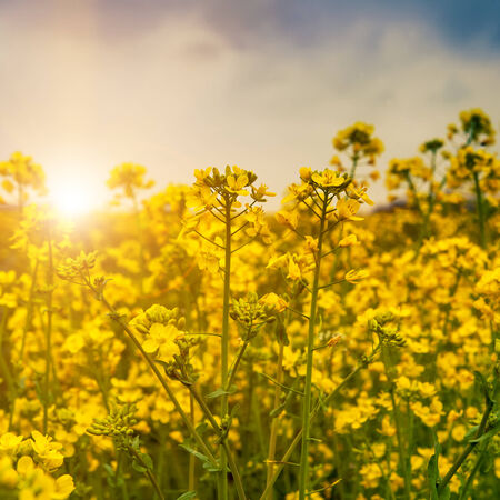 Early morning on the meadow, abstract natural backgroundsの写真素材