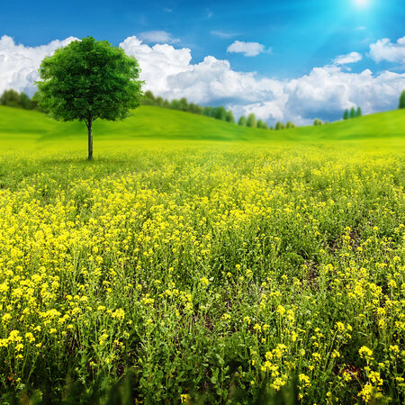 Abstract summer natural landscape with alone tree on the beauty meadowの写真素材