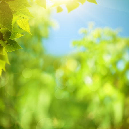 Summer foliage, abstract natural backgroundsの写真素材